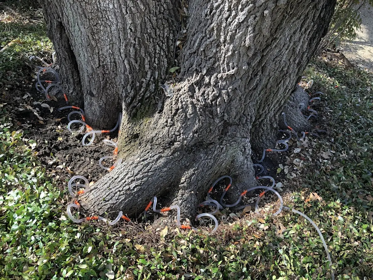 Detailed Tree Cabling and Bracing job site in Santaquin