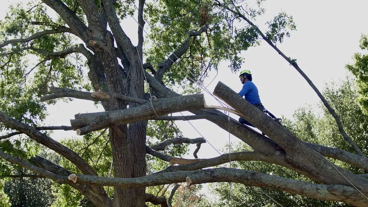 Professional Crown Thinning performed by certified arborists in Santaquin