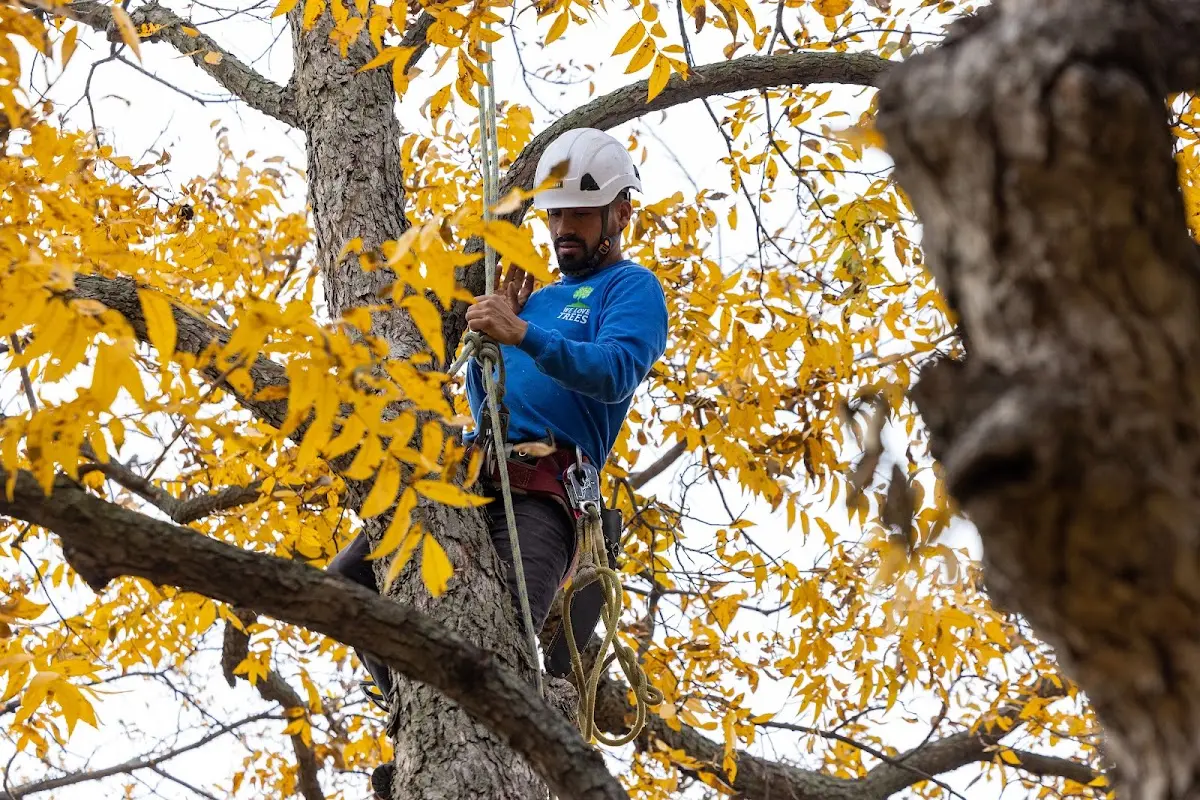 Skilled Tree Pruning crew working in Santaquin